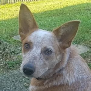 Meet your Posher, Craig